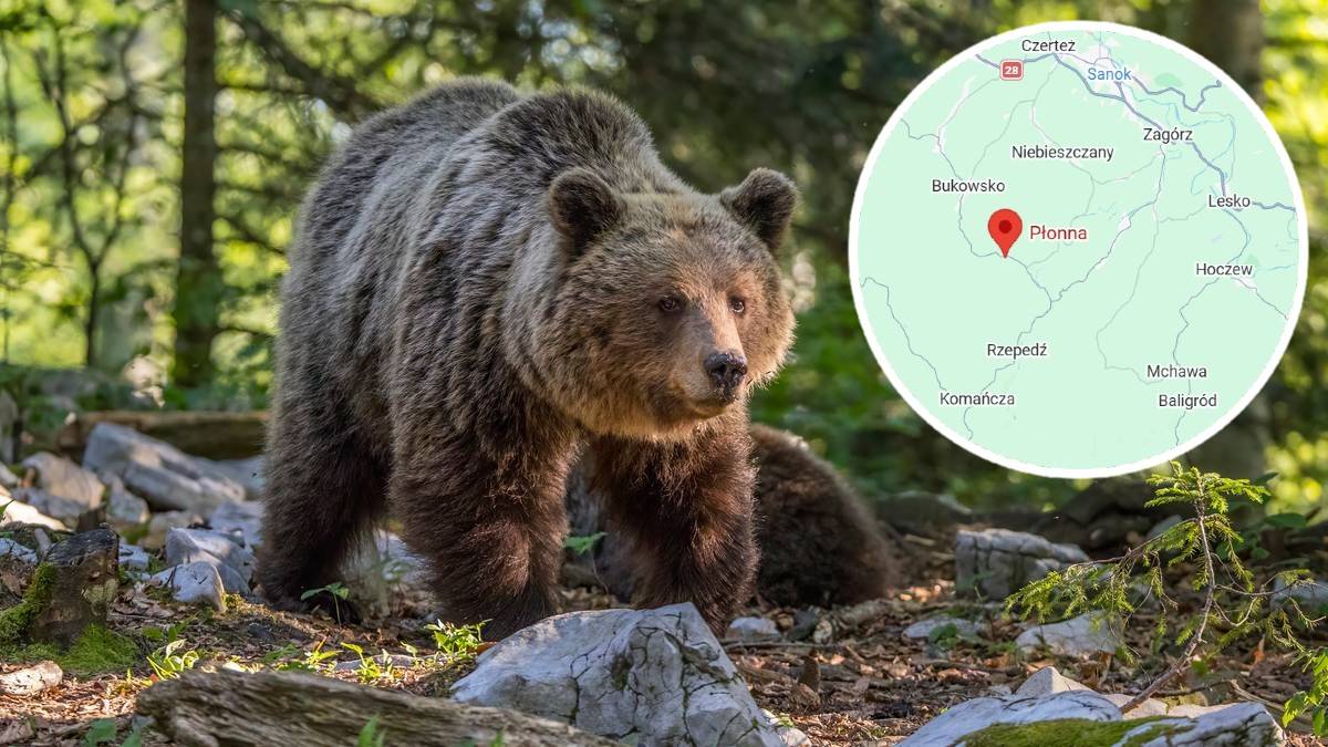 Niedźwiedź brunatny w lesie, obok znajduje się mapa z zaznaczoną miejscowością Płonna.