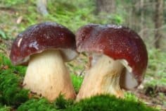 Polskie życie 49 Kiedy zbierać grzyby? Kalendarz grzybiarza