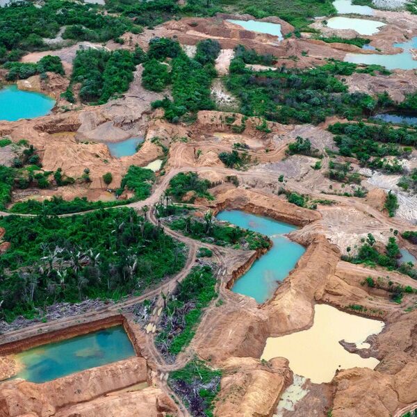 Polskie życie 71 Amazonia zalana przez nielegalne wydobycie złota. Raport Greenpeace ukazuje ogrom…