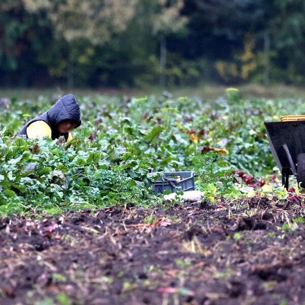 Polskie życie 80 Niskie ceny warzyw i zwiększony import. Polski sektor nasienny w…